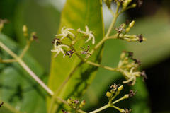 Anodendron paniculatum